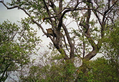 Leopard